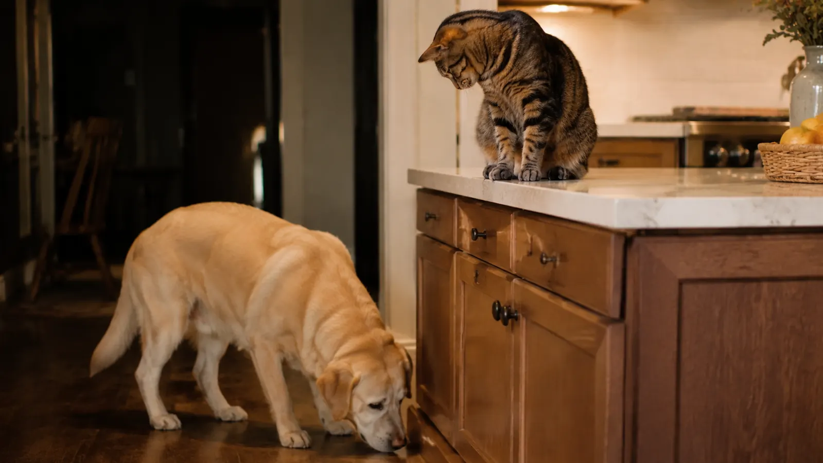 A dog nosing curiously at the floor near a kitchen counter while a cat watches from above.