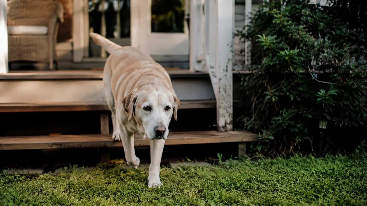 A senior dog walking comfortably down porch steps toward a grassy yard