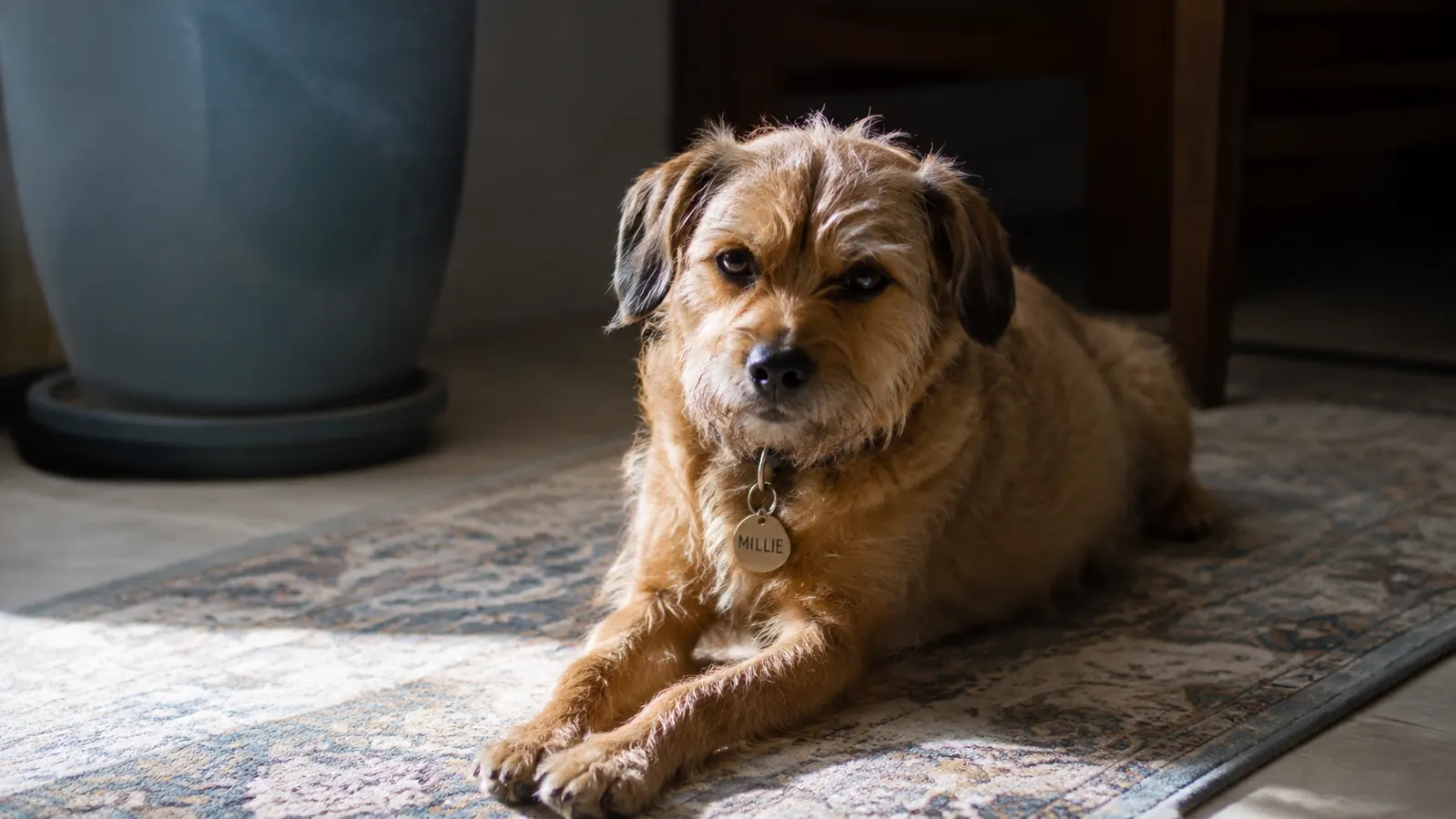 A small terrier mix dog resting comfortably on a rug in a sunlit living room